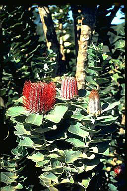 APII jpeg image of Banksia coccinea  © contact APII