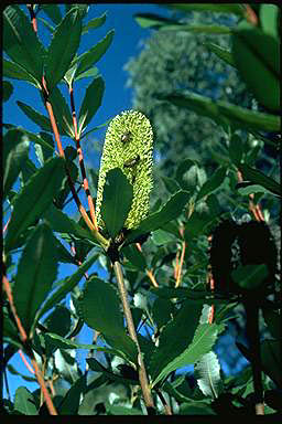 APII jpeg image of Banksia conferta var. penicilata  © contact APII