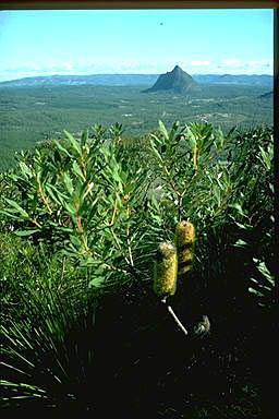 APII jpeg image of Banksia conferta var. conferta  © contact APII