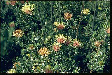 APII jpeg image of Banksia cuneata  © contact APII