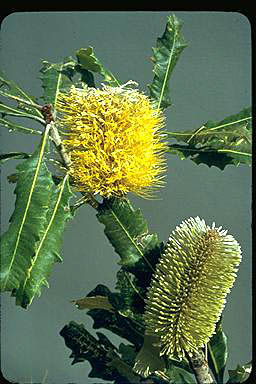 APII jpeg image of Banksia dentata  © contact APII