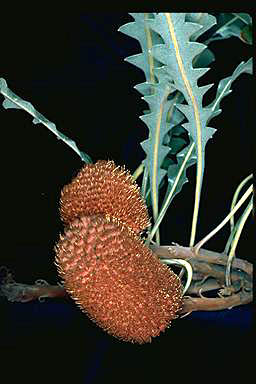 APII jpeg image of Banksia gardneri var. gardneri  © contact APII