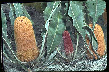 APII jpeg image of Banksia goodii  © contact APII