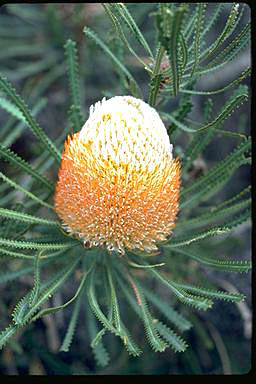 APII jpeg image of Banksia hookeriana  © contact APII