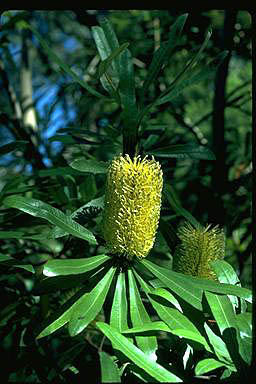 APII jpeg image of Banksia integrifolia subsp. compar  © contact APII