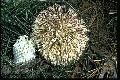APII jpeg image of Banksia lanata  © contact APII