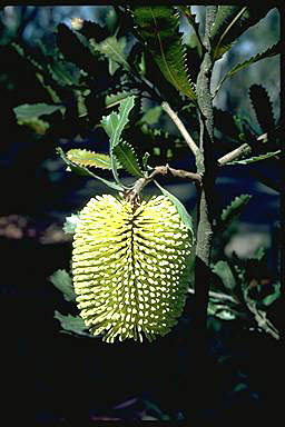 APII jpeg image of Banksia lemanniana  © contact APII