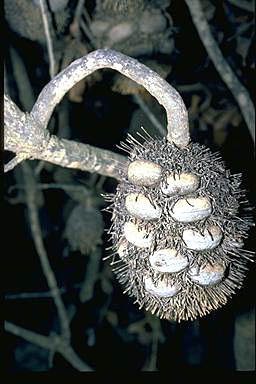 APII jpeg image of Banksia lemanniana  © contact APII