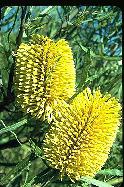 APII jpeg image of Banksia lindleyana  © contact APII