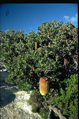 APII jpeg image of Banksia media  © contact APII