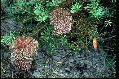 APII jpeg image of Banksia nutans var. cernuella  © contact APII