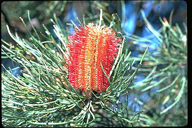 APII jpeg image of Banksia occidentalis  © contact APII