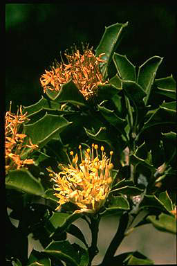 APII jpeg image of Banksia oligantha  © contact APII