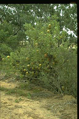 APII jpeg image of Banksia ornata  © contact APII