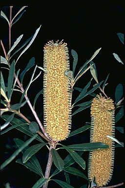 APII jpeg image of Banksia paludosa  © contact APII