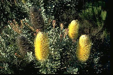 APII jpeg image of Banksia sceptrum  © contact APII