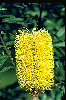 APII jpeg image of Banksia seminuda  © contact APII