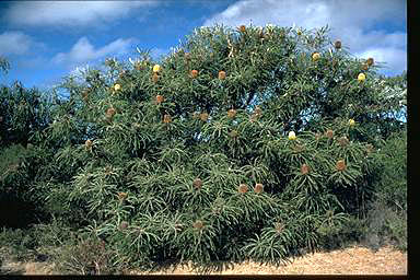 APII jpeg image of Banksia speciosa  © contact APII