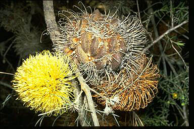 APII jpeg image of Banksia sphaerocarpa var. sphaerocarpa  © contact APII