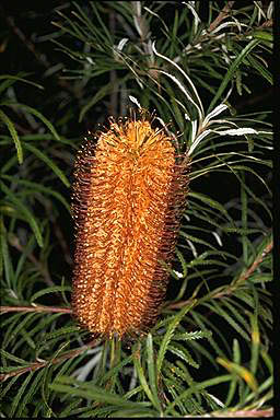 APII jpeg image of Banksia spinulosa  © contact APII