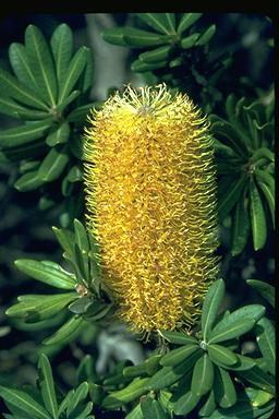 APII jpeg image of Banksia verticillata  © contact APII