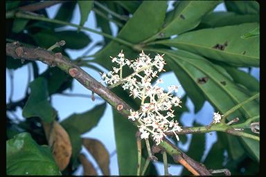 APII jpeg image of Carnarvonia araliifolia  © contact APII