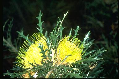 APII jpeg image of Banksia cirsioides  © contact APII