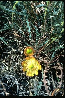 APII jpeg image of Banksia rufa  © contact APII