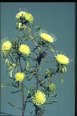 APII jpeg image of Banksia kippistiana  © contact APII