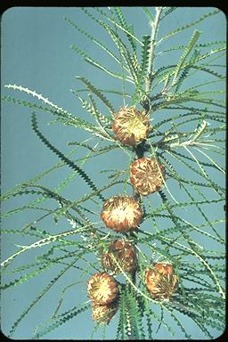 APII jpeg image of Banksia mucronulata  © contact APII