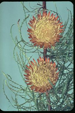 APII jpeg image of Banksia proteoides  © contact APII