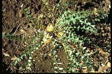 APII jpeg image of Banksia pteridifolia  © contact APII