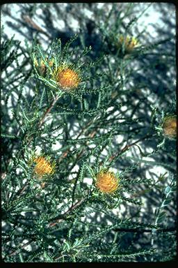 APII jpeg image of Banksia sclerophylla  © contact APII