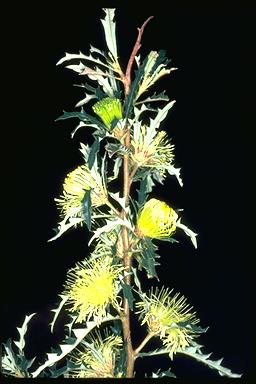 APII jpeg image of Banksia squarrosa subsp. squarrosa  © contact APII