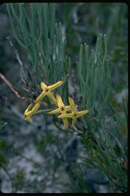 APII jpeg image of Franklandia fucifolia  © contact APII