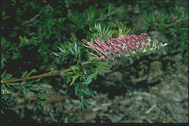APII jpeg image of Grevillea acanthifolia  © contact APII