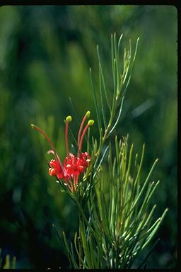 APII jpeg image of Grevillea acuaria  © contact APII