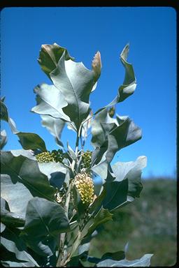 APII jpeg image of Grevillea agrifolia  © contact APII