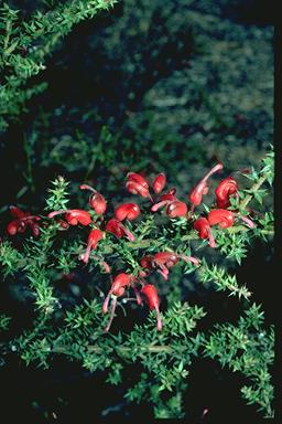 APII jpeg image of Grevillea asteriscosa  © contact APII