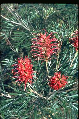 APII jpeg image of Grevillea banksii  © contact APII