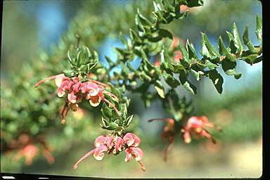 APII jpeg image of Grevillea baueri  © contact APII