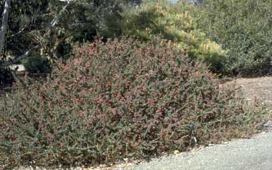 APII jpeg image of Grevillea baueri  © contact APII