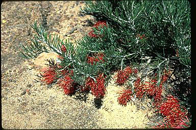 APII jpeg image of Grevillea beardiana  © contact APII