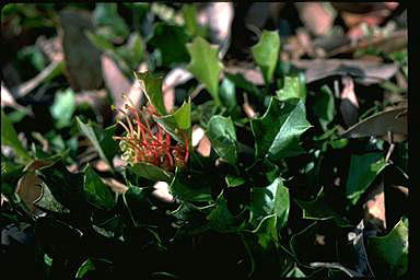 APII jpeg image of Grevillea bedggoodiana  © contact APII