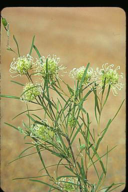 APII jpeg image of Grevillea brachystachya  © contact APII