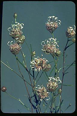 APII jpeg image of Grevillea bracteosa  © contact APII