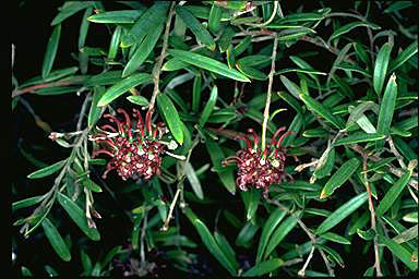 APII jpeg image of Grevillea diffusa subsp. evansiana  © contact APII