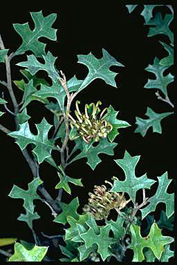 APII jpeg image of Grevillea dryophylla  © contact APII