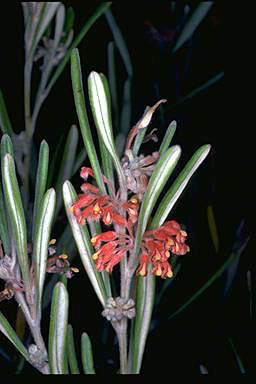 APII jpeg image of Grevillea fistulosa  © contact APII