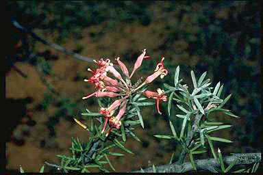 APII jpeg image of Grevillea huegelii  © contact APII